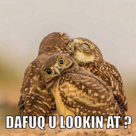 Owl Meme