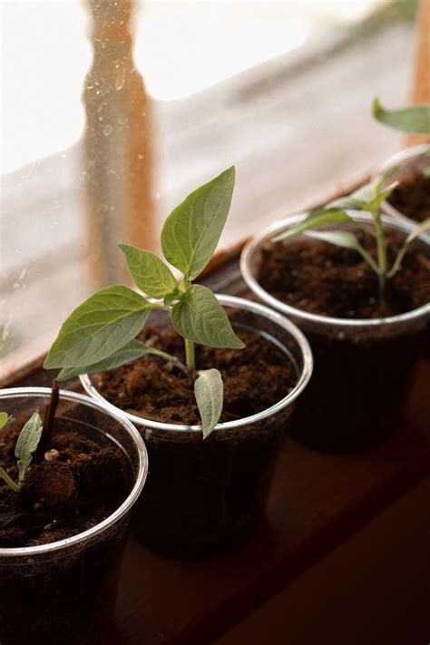 How and When to Easily Start Pepper Seeds Indoors - Hilltop Farmhouse