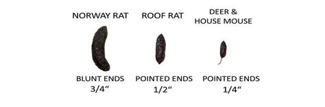 How To Get Rid of Roof Rats | DIY Roof Rat Control Products | Solutions Pest & Lawn