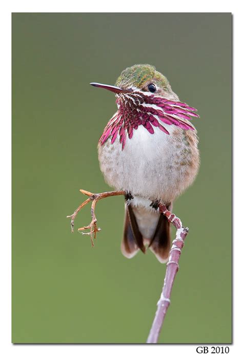 CALLIOPE HUMMINGBIRD