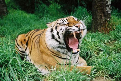 Sumatran Tiger Facts | Sumatran Tiger Habitat & Diet