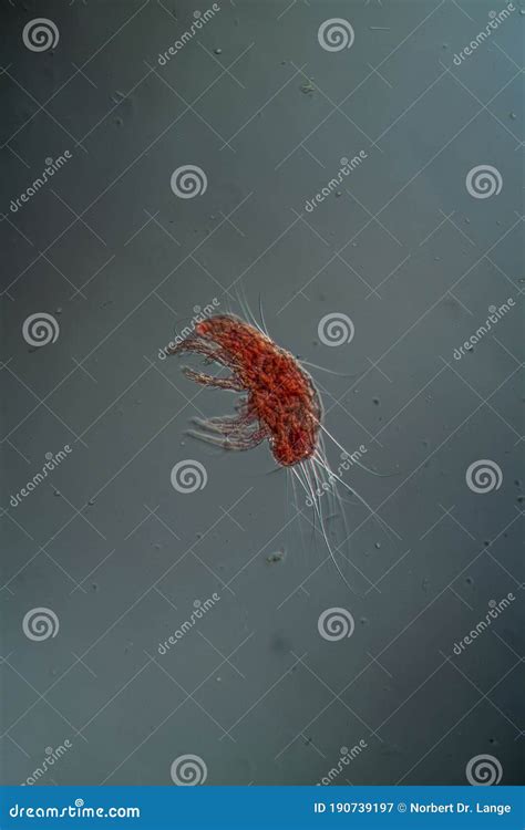 Dust Mites Under the Microscope Stock Image - Image of science, translucent: 190739197