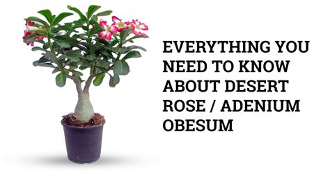 Desert Rose (Adenium Obesum) Plant Care Guide