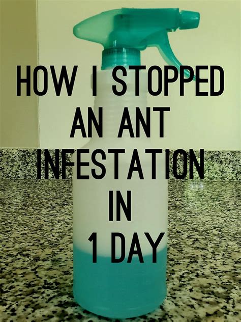 How I stopped an ant infestation in 1 day