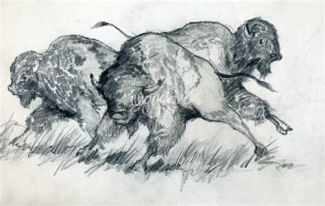 Stunning "Buffalo & Bison" Pencil Drawings And Illustrations For Sale ...