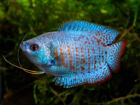 Dwarf Gourami Care: Tank Mates, Size, Temperature & Disease - Fish ...