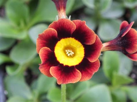 Primula auricula 'Arley'