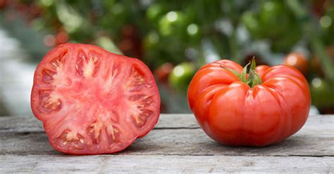 Beefsteak Tomato Growing Guide - The Garden Magazine