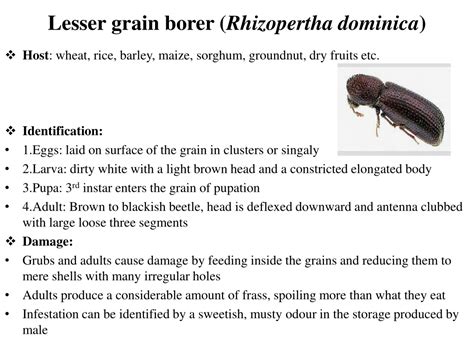 PPT - Identification and damage to store grain by coleopteran pests and its management ...