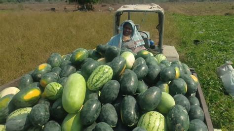 Watermelon harvesting on May 13 in Farmer dakshit field - YouTube