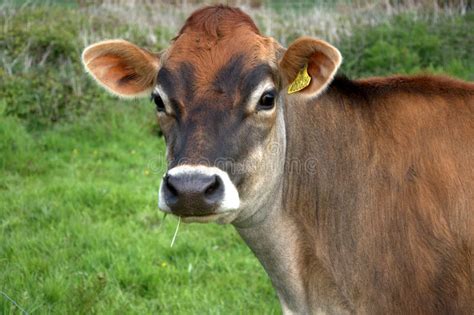 Brown jersey cow stock image. Image of farming, countryside - 14341505