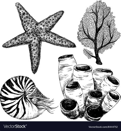 Sea life set Royalty Free Vector Image - VectorStock