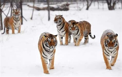 Tiger Pack | Siberian Tiger, Panthera tigris altaica