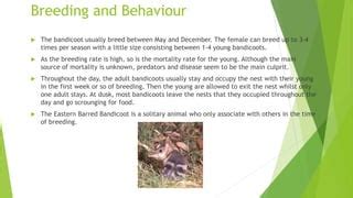 Eastern Barred Bandicoot - student presentation | PPT