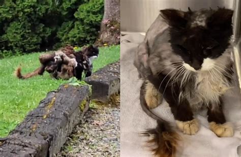 Cat With Fur So Matted It Looks Like '10 Kittens' Finds Forever Home ...