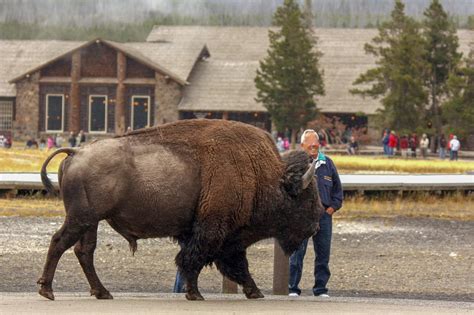 When Yellowstone Wildlife Injures Humans, We Need To Keep Own Behavior ...