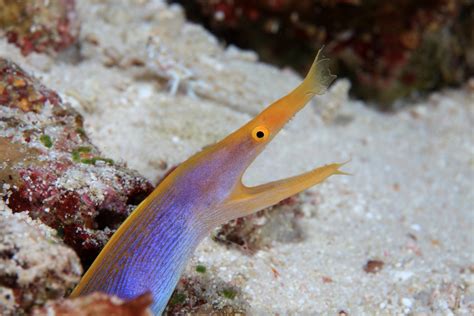 8 Types of Saltwater Aquarium Eels - Build Your Aquarium