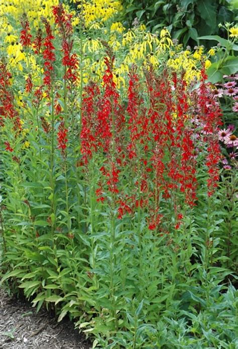 Cardinal Flower – Bella Jardins Boutique