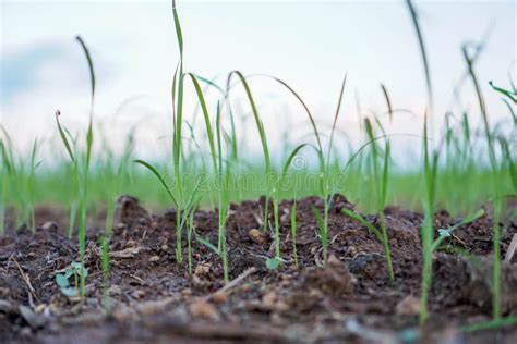 Rice Seedlings, the Concept of Farmer Planting Rice.. Stock Photo ...