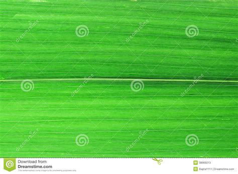 Close Up Green Bamboo Leaves Stock Image - Image of beautiful, colourful: 38969213