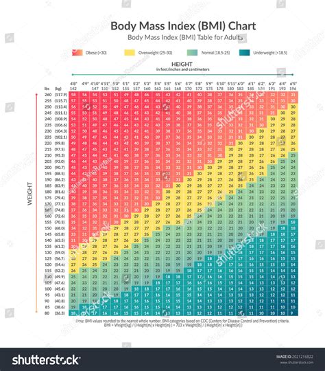 Vector Illustration Body Mass Index Bmi Stock Vector (Royalty Free ...