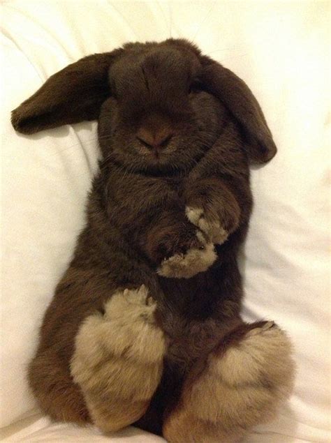 Just 29 Baby Bunnies Sleeping Like Absolute Weirdos in 2020 | Animals ...