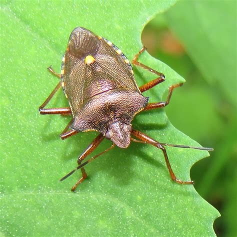 BugBlog: A shiny forest shieldbug