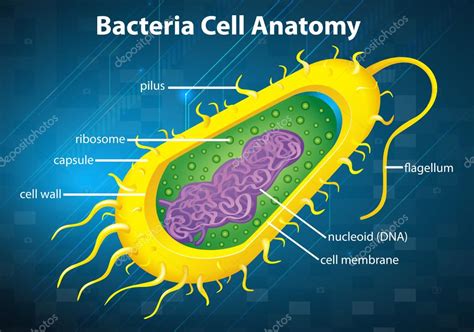 bacteria structure with labels