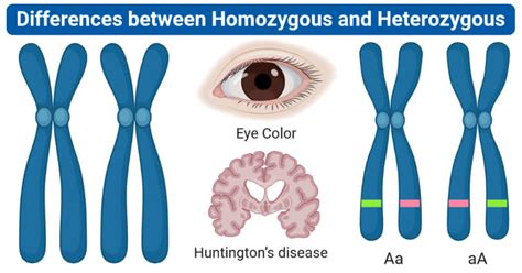 Homozygous vs. Heterozygous: 10 Differences, Examples