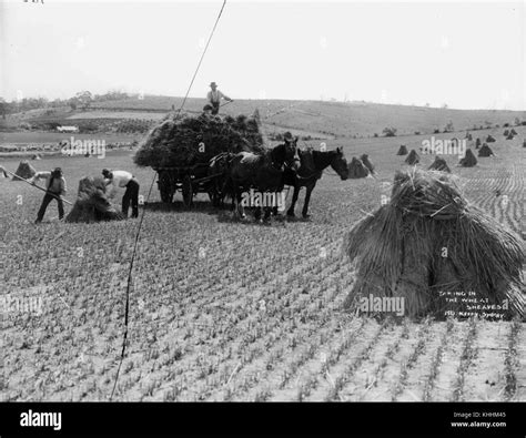 Sheaves of wheat Black and White Stock Photos & Images - Alamy