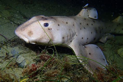 Horn Sharks at La Jolla Shores - San Diego Scuba Guide