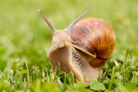 A simple guide to Britain's snails - Country Life