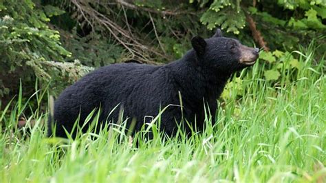 The Bears are Back in Town ‹ Series 1 ‹ Natural Neighbours