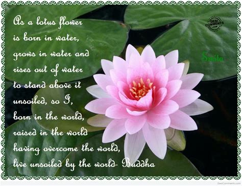 Lotus Flower Information In Hindi | Best Flower Site