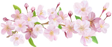 Cherry Blossom Spring Branch PNG Clip Art | Cherry blossom art, Cherry ...