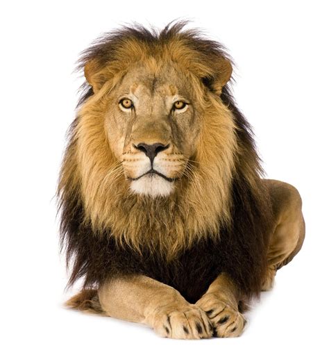 lion roaring white background - Google Search | Male lion, Panthera leo, Lions photos