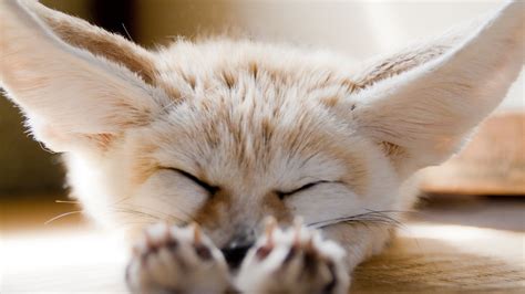 Fennec Fox Wallpapers - Top Free Fennec Fox Backgrounds - WallpaperAccess