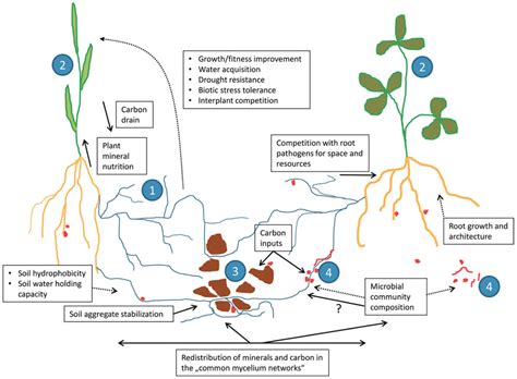 Mycorrhizal Symbiosis