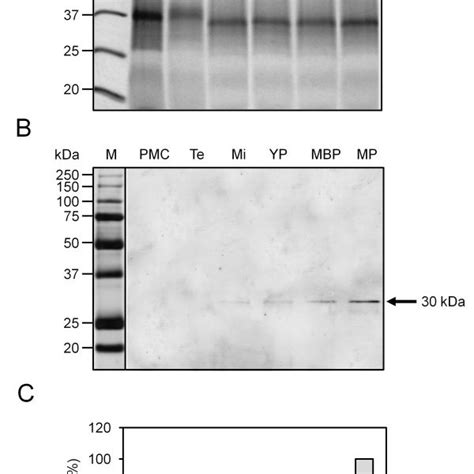 Sudan black B staining of neutral lipids in sections from olive... | Download Scientific Diagram