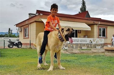 Perros "gigantes": estas son las 5 razas de ‘lomitos’ más grandes