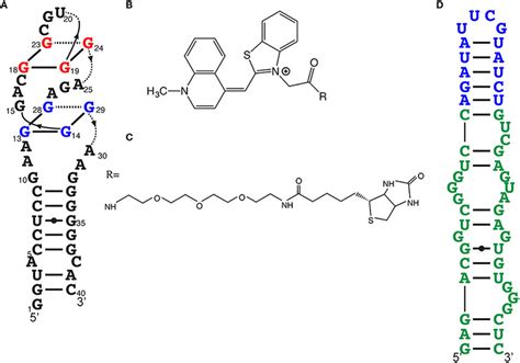 Other efficient light-up aptamers. (A) RNA Mango aptamer predicted... | Download Scientific Diagram