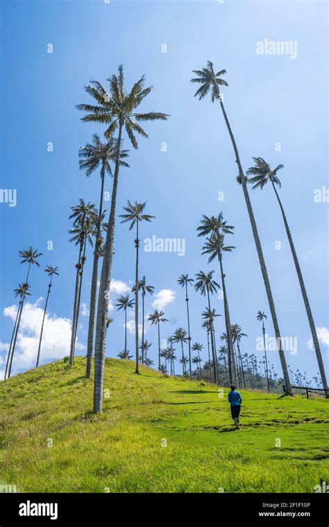 Cocora Valley, Salento, Quindío, Colombia Stock Photo - Alamy