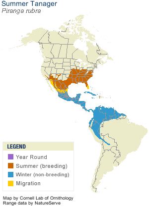 Summer Tanager, Identification, All About Birds - Cornell Lab of ...