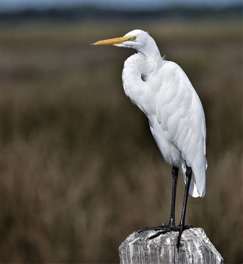 Büyük Ak Balıkçıl (egretta) - eBird