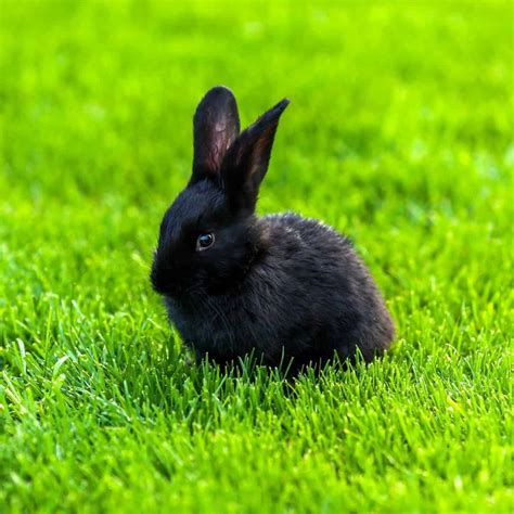 Names For Black Rabbits - 436 Black Bunny Names.