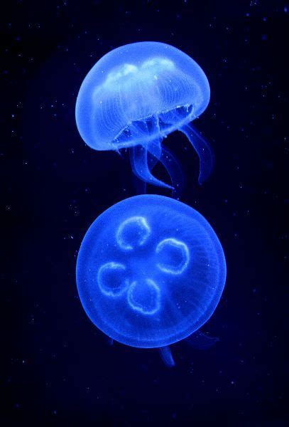 Moon jellyfish | Jellyfish painting, Jellyfish, Jellyfish photography