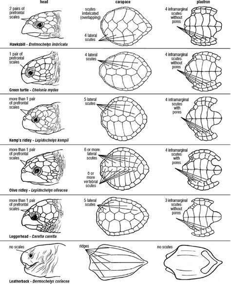 Scute patterns and shell morphology of the 7 sea turtle species.... | Download Scientific ...