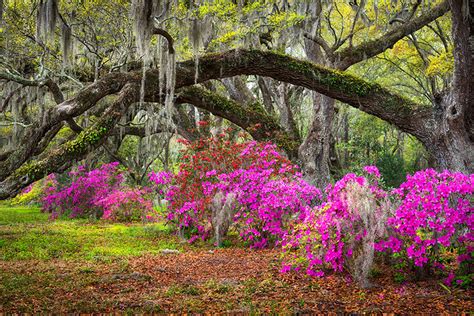 Charleston SC Landscape Photography Prints | Live Oaks and Blooming Azalea Flowers