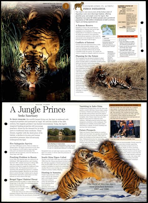 Tiger #1 - Save Species Discovering Wildlife Fact File Fold-Out Card