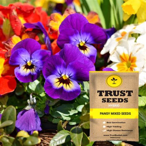 Buy Pansy Seeds Online | Best Pansy Seeds in India-TrustBasket